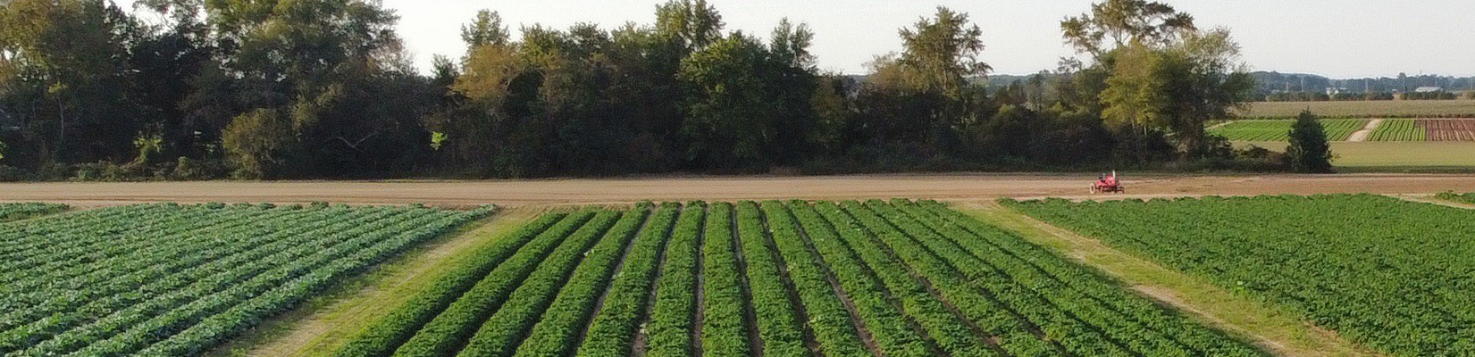 Growing - Nardelli Brothers | Nardelli Lake View Farms